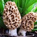 Morels and Allies - Photo (c) martin_livezey, some rights reserved (CC BY-NC)