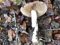 Cortinarius cylindripes