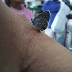 Hemiargus hanno