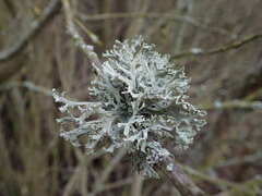 Pseudevernia furfuracea