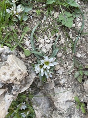 Colchicum palaestinum