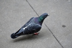 Columba livia domestica