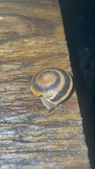 Caracolus marginella