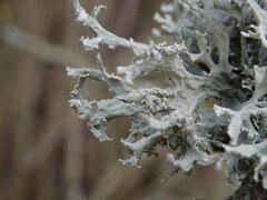 Pseudevernia furfuracea