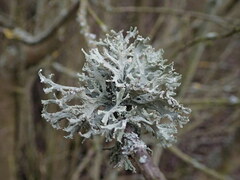 Pseudevernia furfuracea