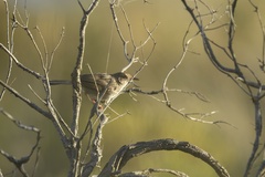 Cisticola subruficapilla