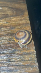 Caracolus marginella