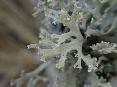 Pseudevernia furfuracea