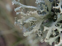 Pseudevernia furfuracea