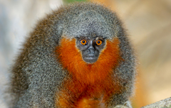 Plecturocebus moloch