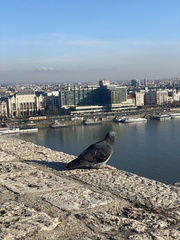Columba livia domestica