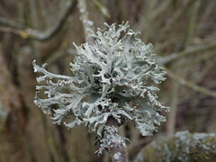 Pseudevernia furfuracea