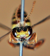 Nomada maculata