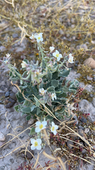 Nerisyrenia camporum