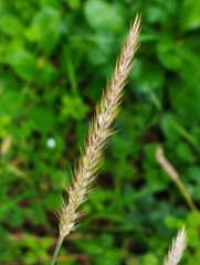 Setaria parviflora