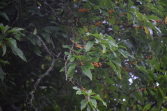Iochroma arborescens