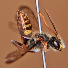 Nomada maculata