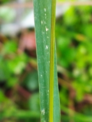 Setaria parviflora