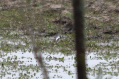 Tachycineta leucorrhoa