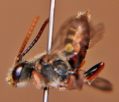 Nomada maculata