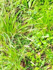 Setaria parviflora