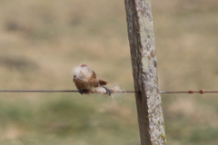 Phacellodomus striaticollis