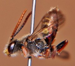 Nomada maculata