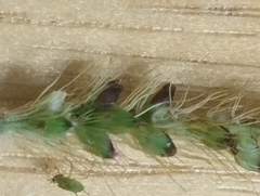 Setaria parviflora