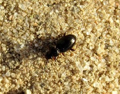 Bembidion properans