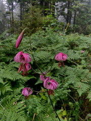Lilium kelloggii