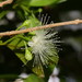 Syzygium australe - Photo (c) Reiner Richter, μερικά δικαιώματα διατηρούνται (CC BY-NC-SA), uploaded by Reiner Richter