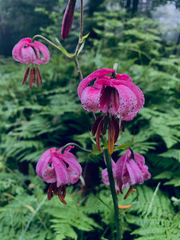 Lilium kelloggii