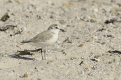 Charadrius marginatus marginatus