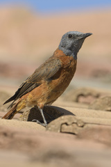 Monticola rupestris