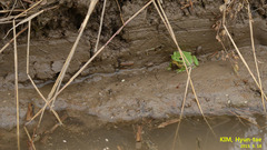 Hyla flaviventris