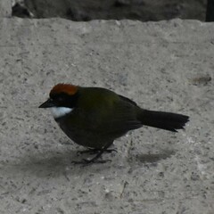 Arremon brunneinucha