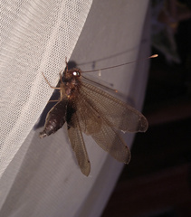 Cordulecerus alopecinus