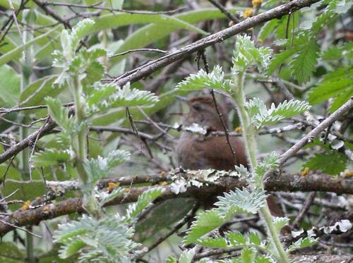 Barratt's Warbler (Bradypterus barratti), photo 4