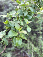 Lonicera subspicata