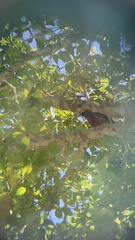 Melanerpes portoricensis