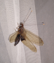 Cordulecerus alopecinus