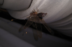 Cordulecerus alopecinus