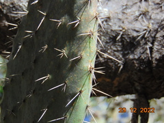 Opuntia streptacantha