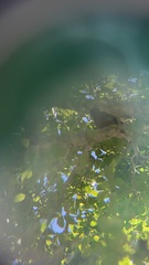 Melanerpes portoricensis