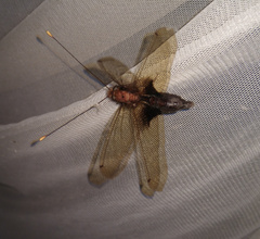 Cordulecerus alopecinus