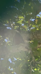 Melanerpes portoricensis