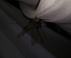 Cordulecerus alopecinus