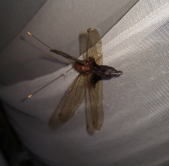 Cordulecerus alopecinus