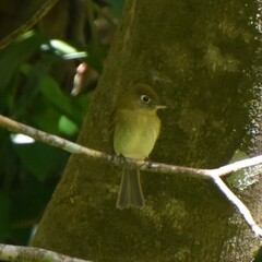 Empidonax flavescens