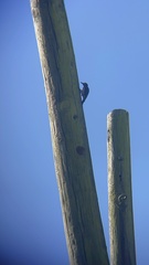 Melanerpes portoricensis